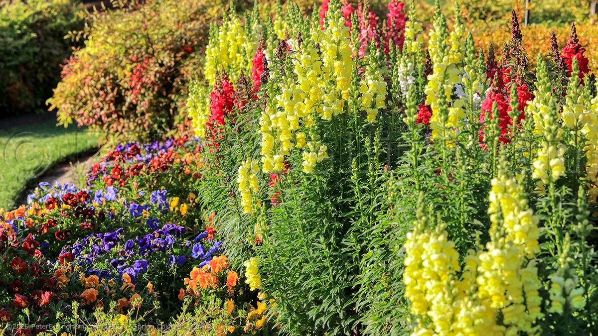 Peter Bellingham Photography Spring Colours - Cowra